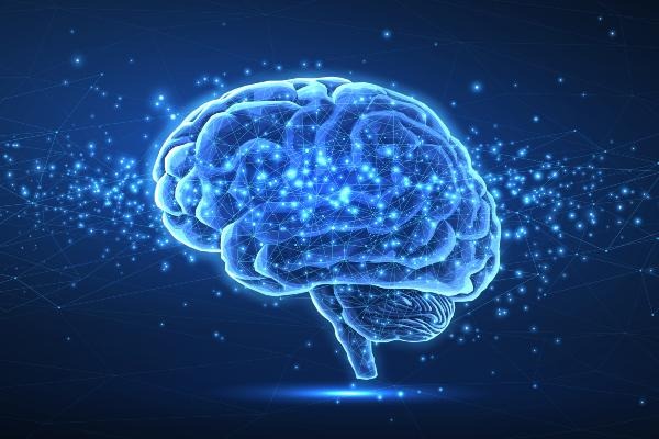 Modello anatomico del cervello